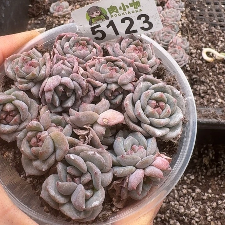 多肉植物多肉植物