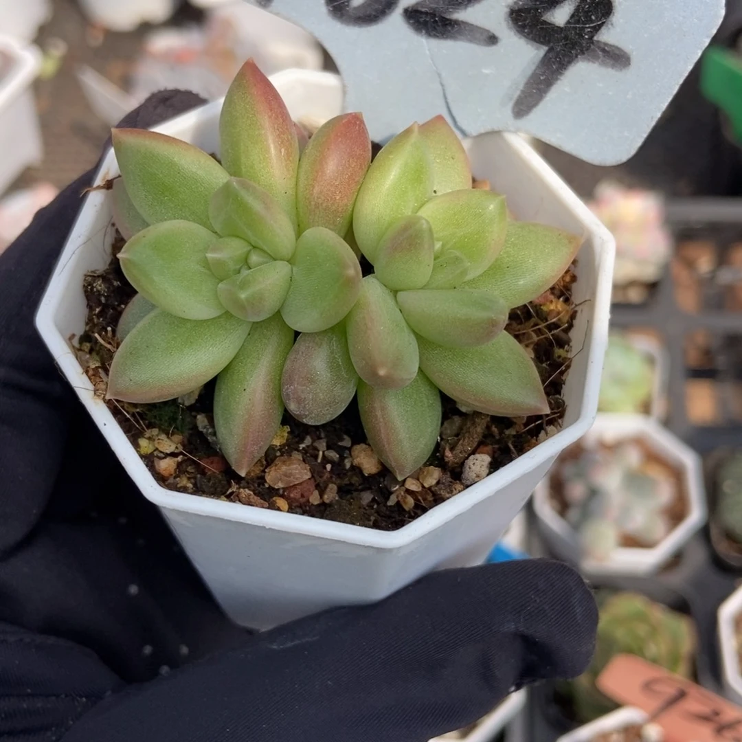 1824迷雾泡泡多肉植物