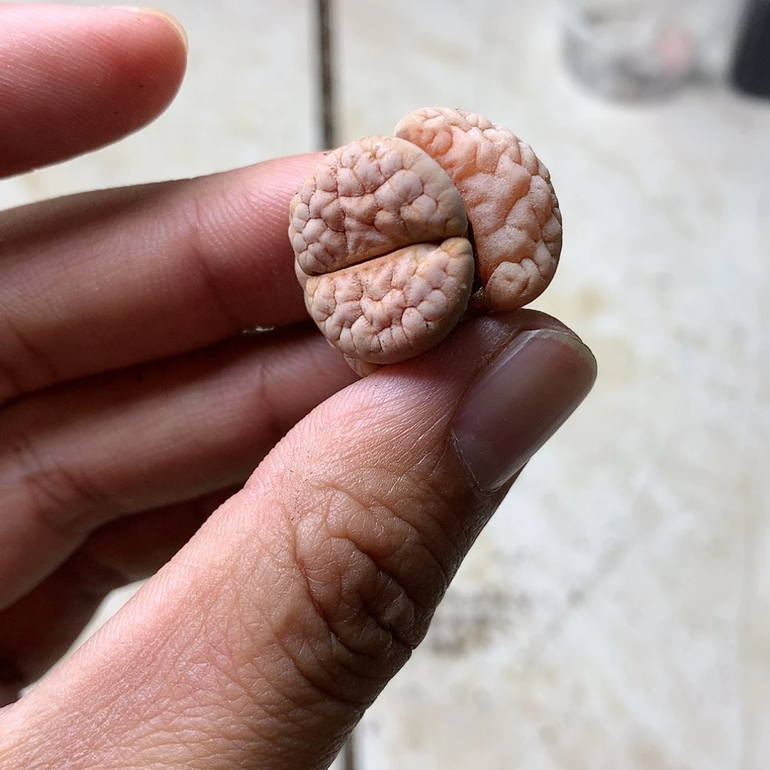 B484多肉植物保护