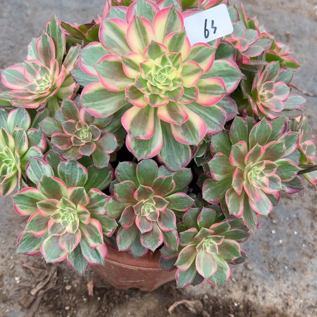 转**去63万花筒多肉植物系