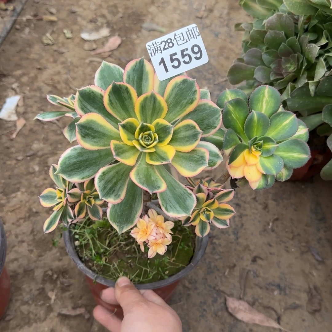 灿烂多肉1559满28包邮断枝不包