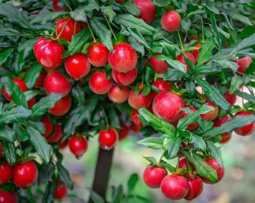 金弹子状元红嫁接枝条10刀