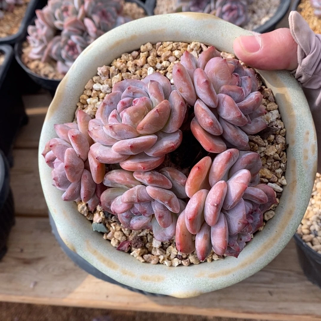 五头小粉粉   短肥圆