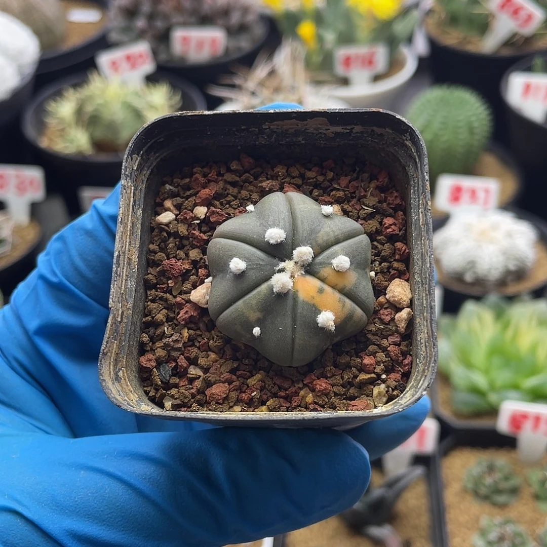 实生海星兜锦仙人球