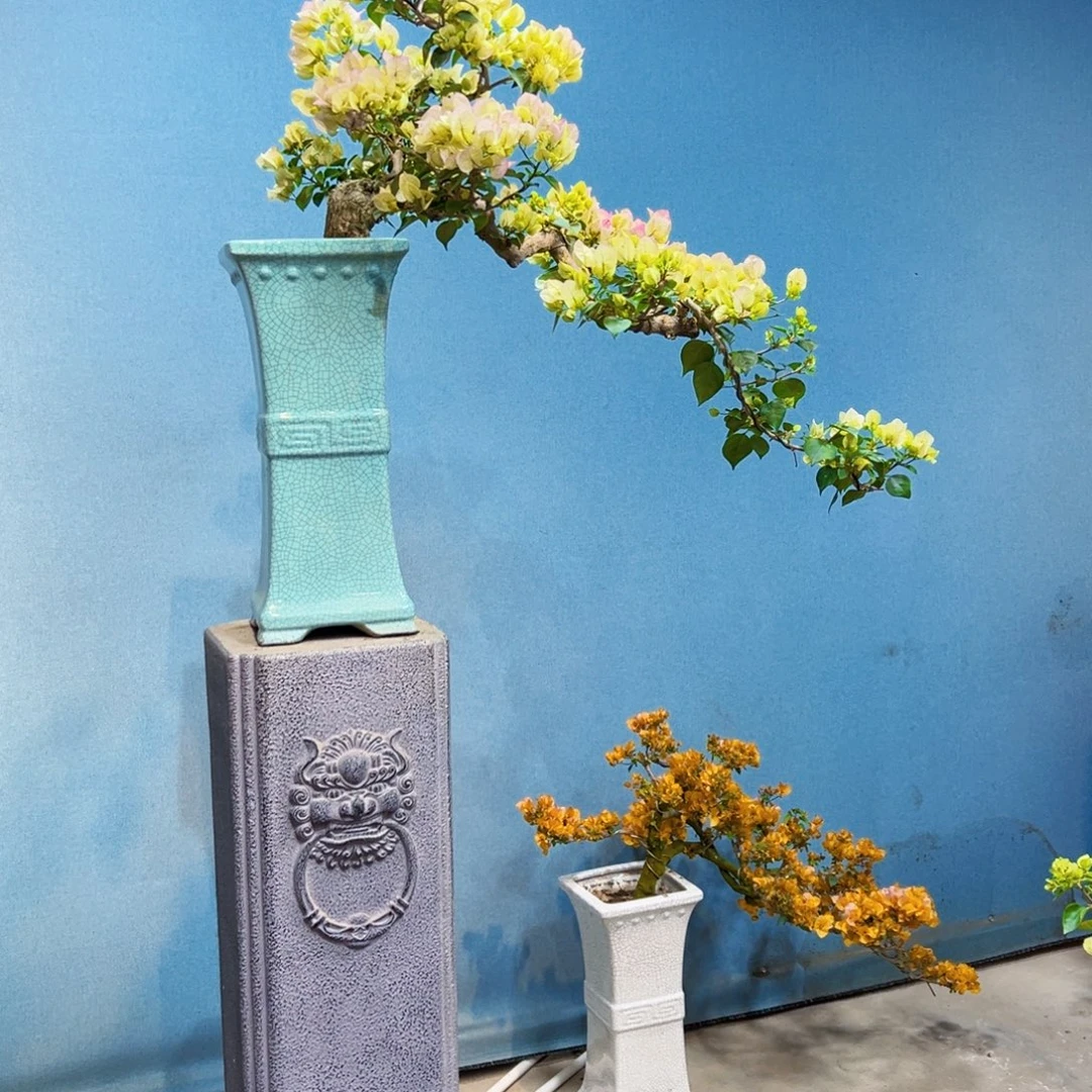 用***6无花朵绿茵三角梅