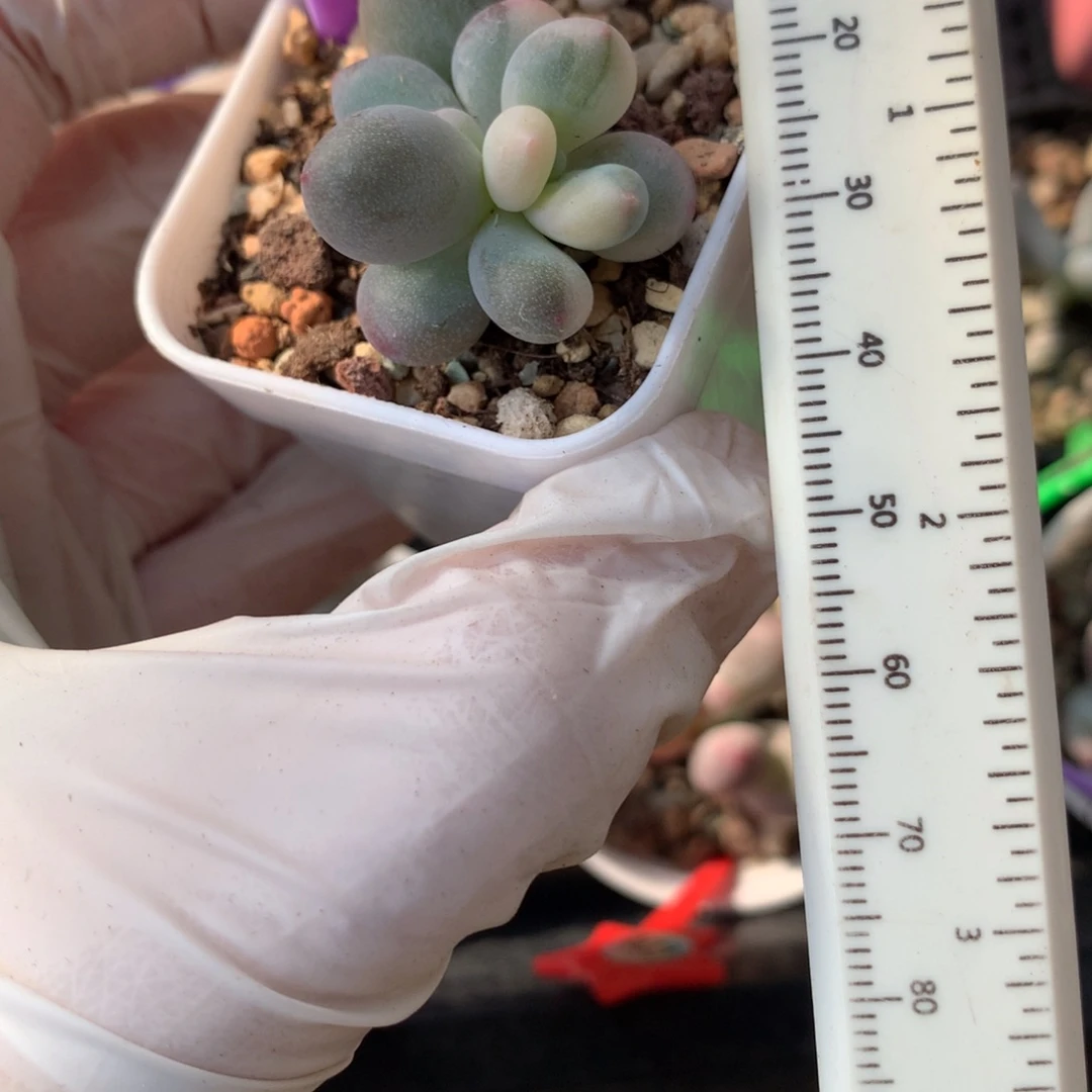 奶酪锦双头奶酪锦