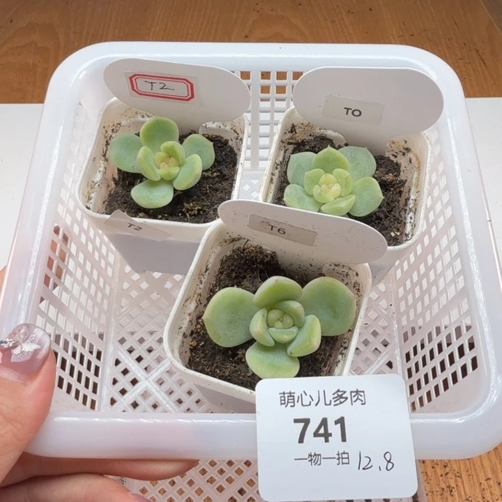 741 多肉植物 一物一拍