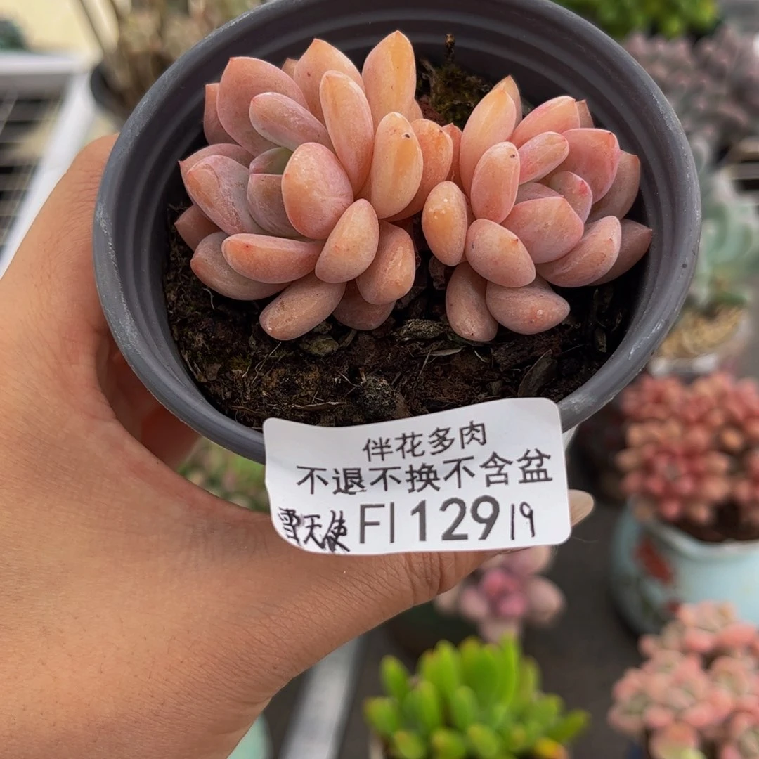129-雪天使多肉6cm