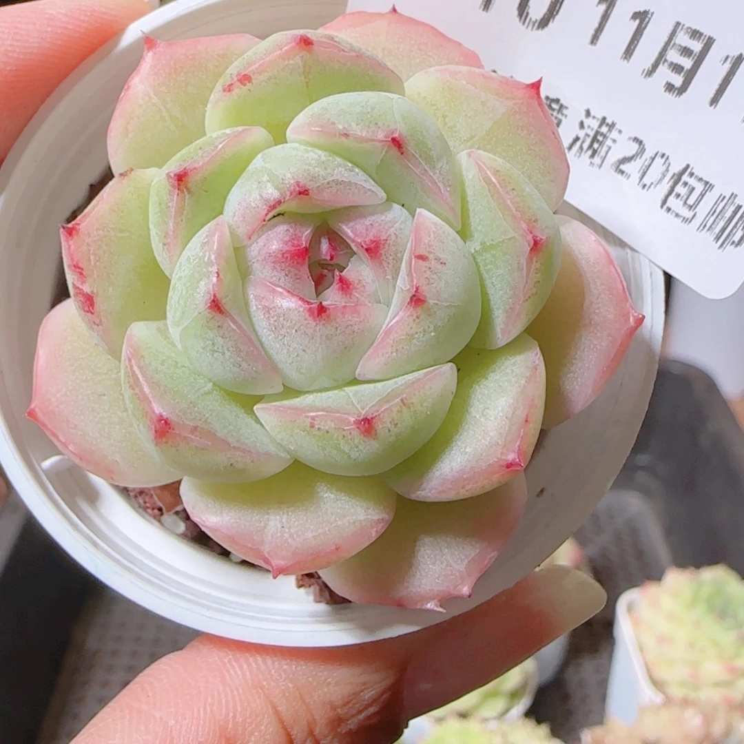 花语逸镜1111-110