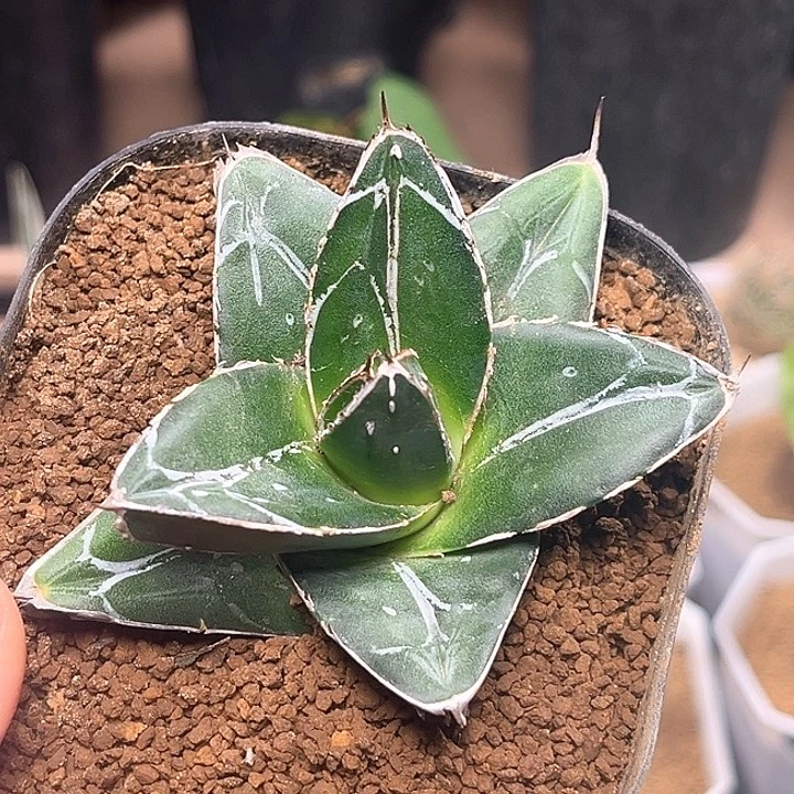 d型笹之雪一颗7cm