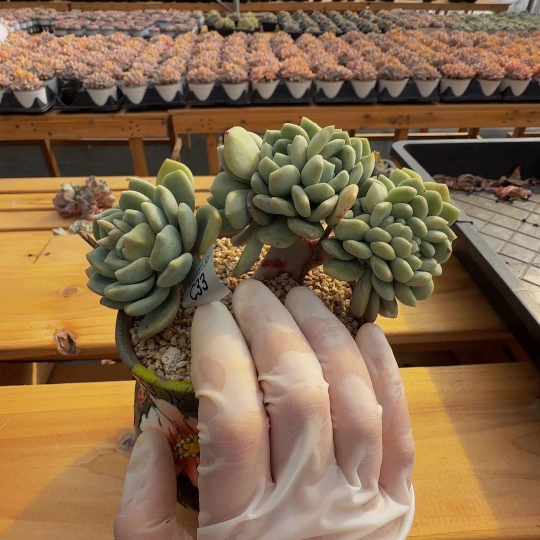 芣**一c c c c c c c 33