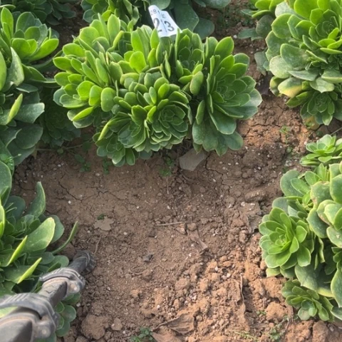 213绿羊绒缀不包断枝