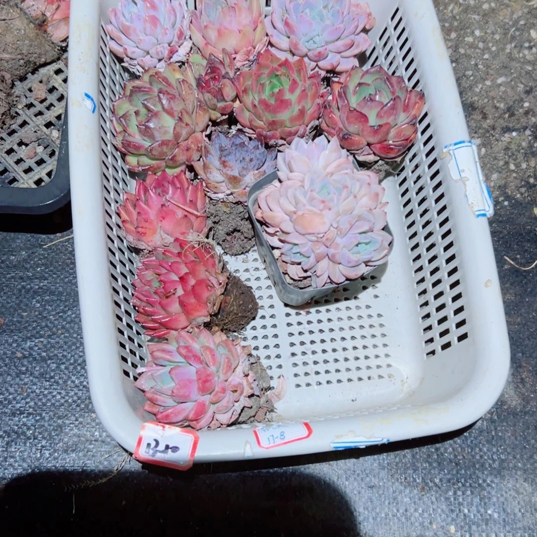 ～精品多肉植物老桩