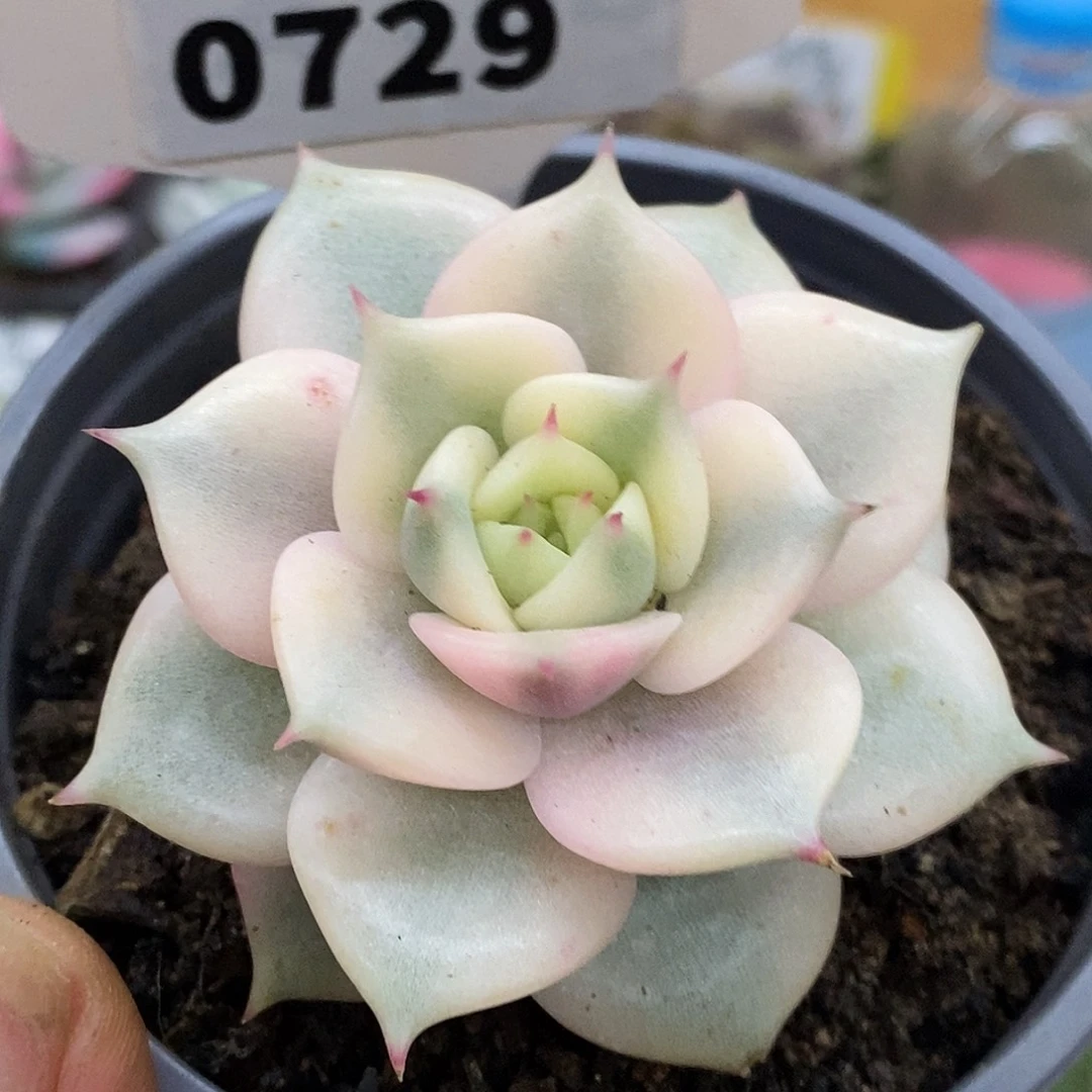 729贝加尔湖哈哈哈哈