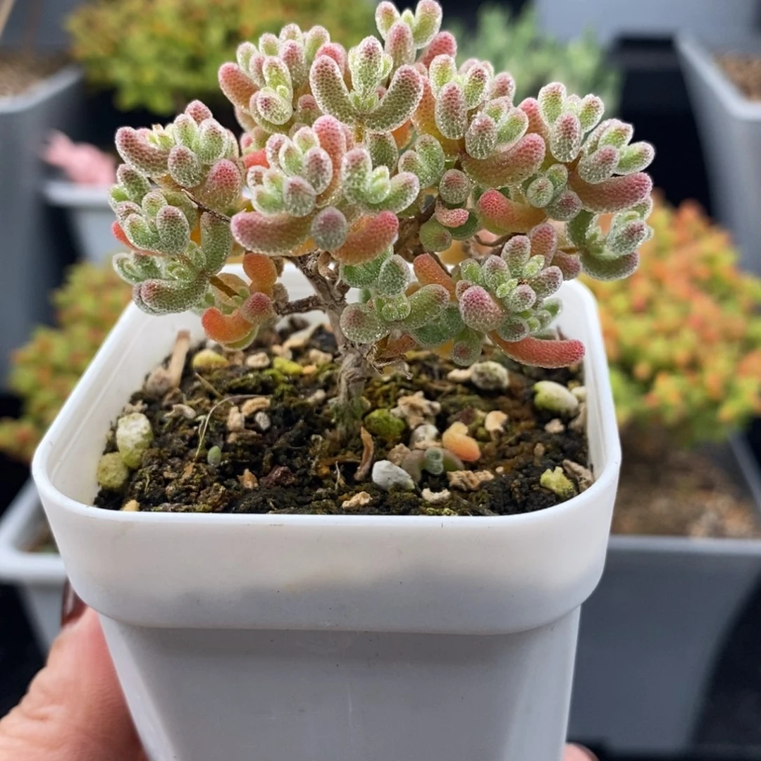 完全开放25号冰晶（6.5cm）