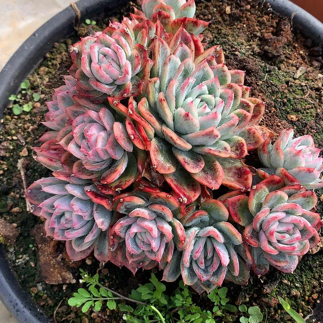 原始蓝惊一物一拍
