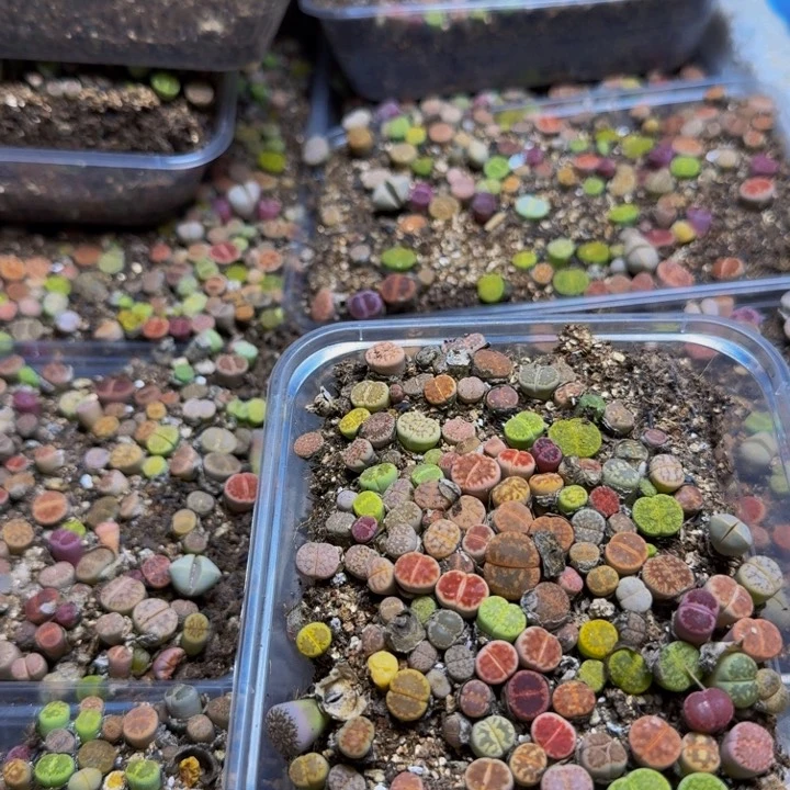 必***糖多肉葡萄的季节152