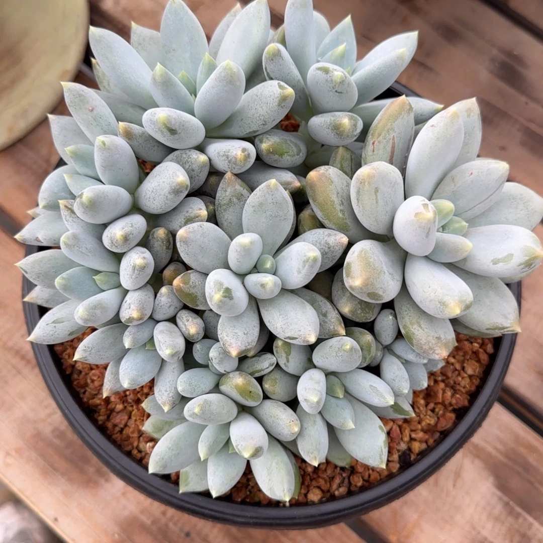 黄***佳哥特多肉植物多肉多肉