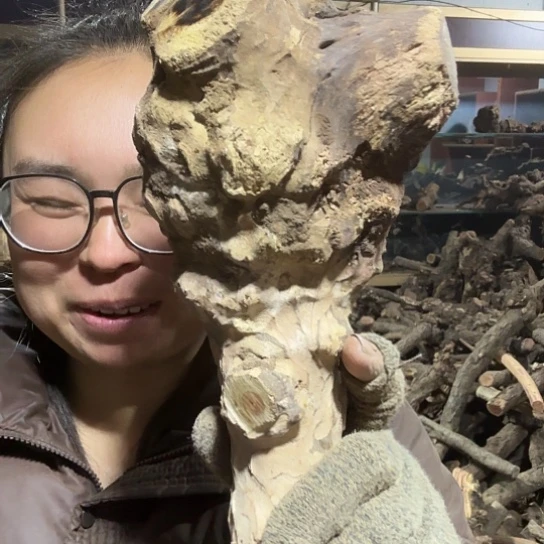 香榧木用**神火琉璃的故事毛料摆件