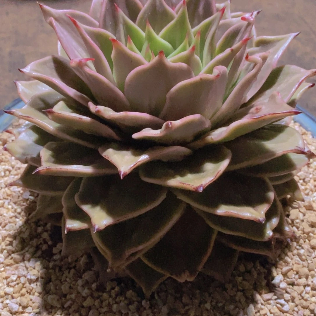 虎皮星星锦母本16