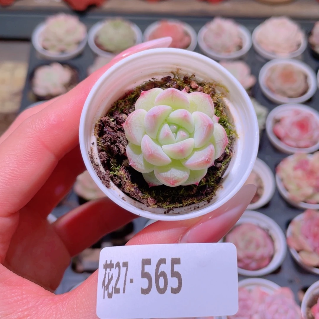 花利美27-565新品