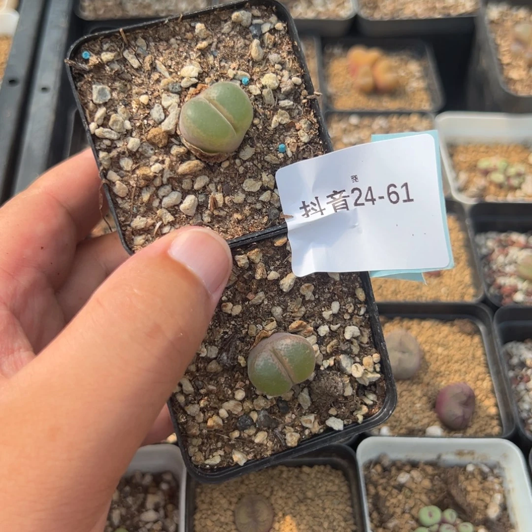 (****佩24-61肉锥多肉植物，