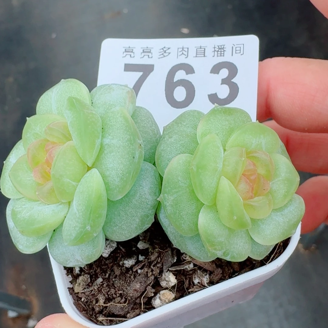 新月珍妮            精美多肉植物