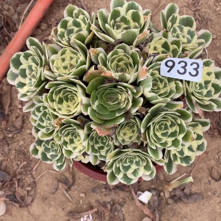 无花朵933多肉植物迈巴赫