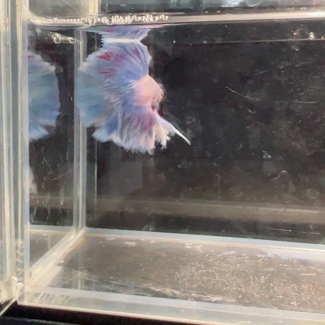 斗鱼浅色仙仙裙特殊尾