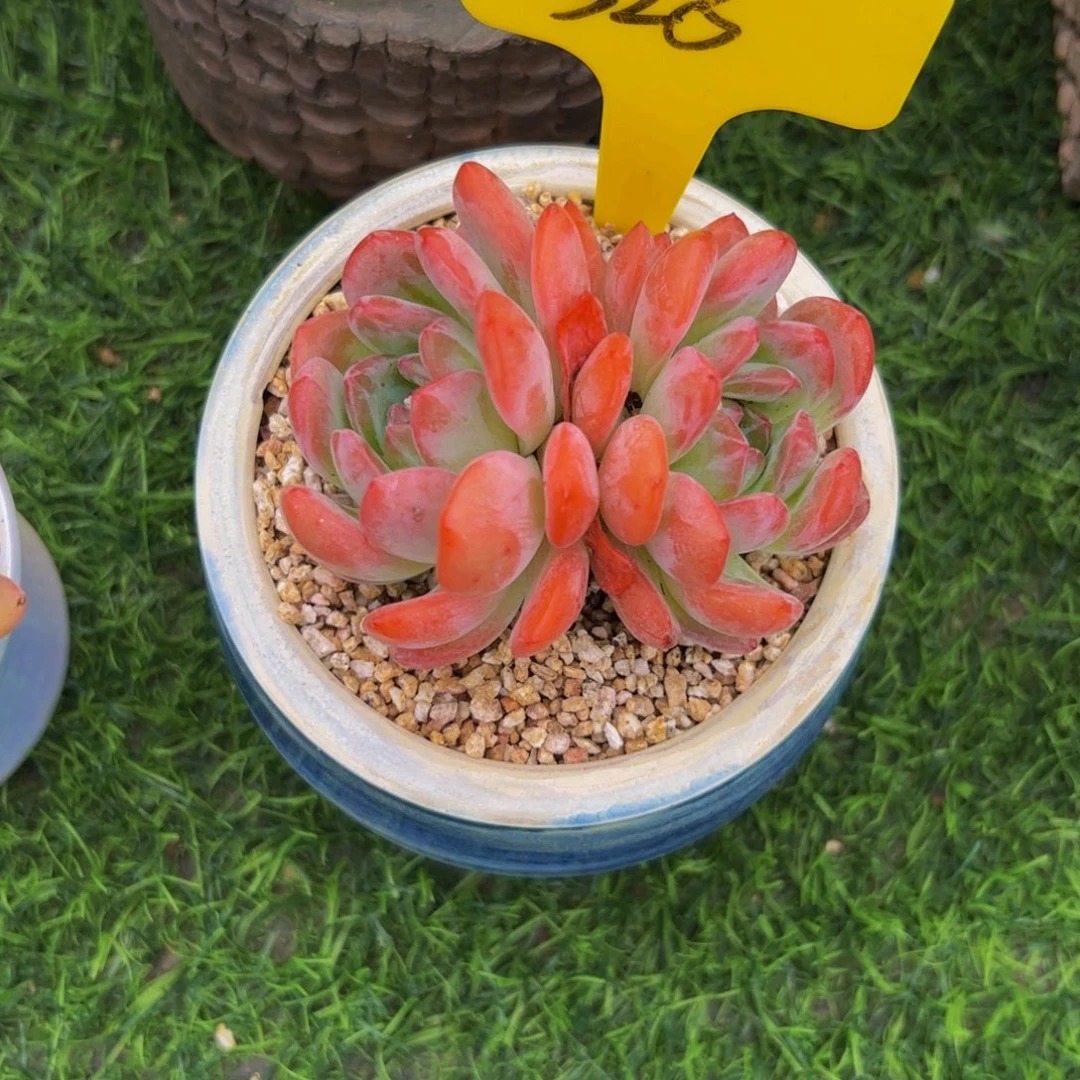 暖***双头全明星多肉植物