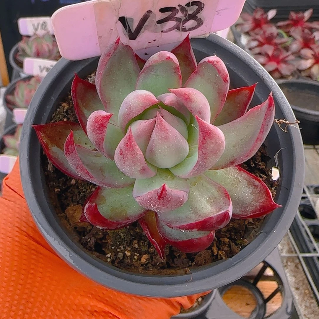 岚*V38 惊鸿仙子多肉