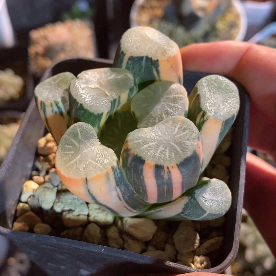 一颗实生白瓷X飞鸟万象锦