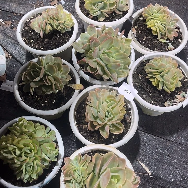 星纳塔缀X8牡丹亭朵朵缀0527