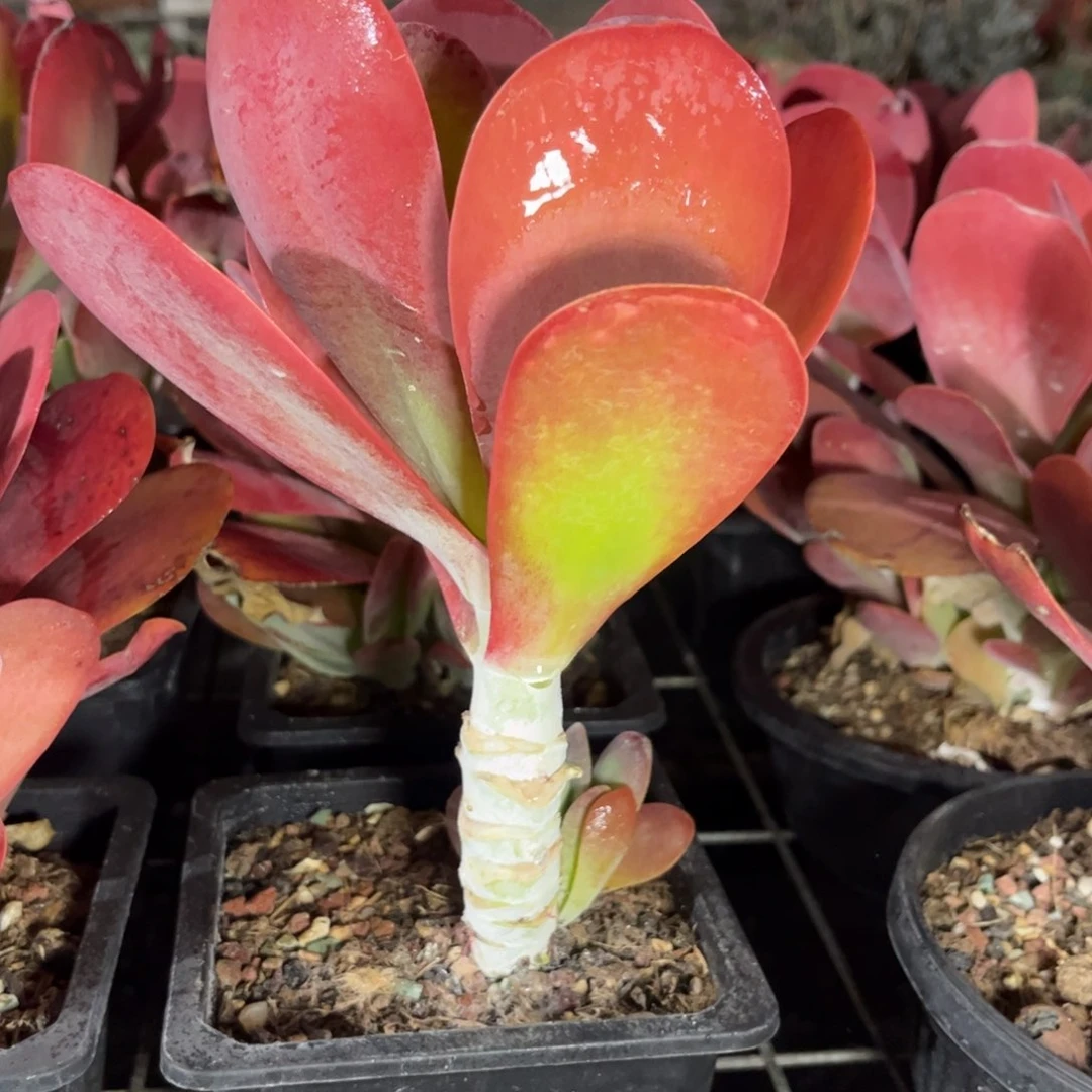 唐印单头只发新疆