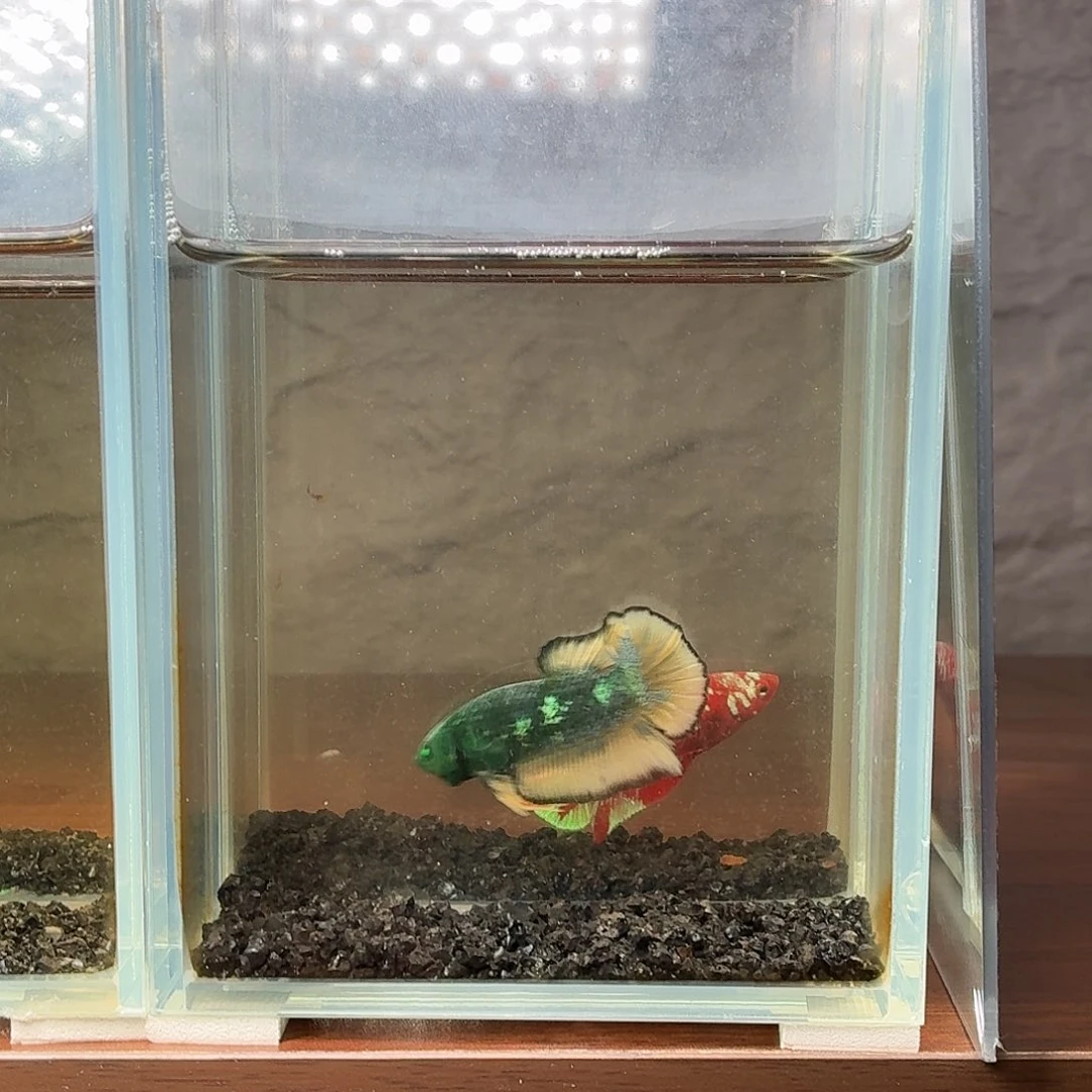 斗鱼绿魔将军公鱼