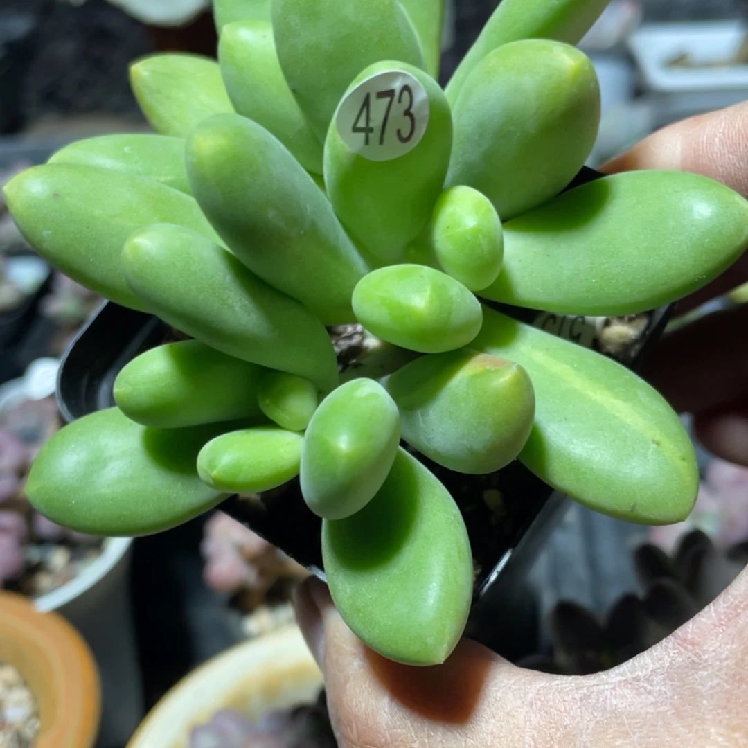 红色芒果美人多肉植物