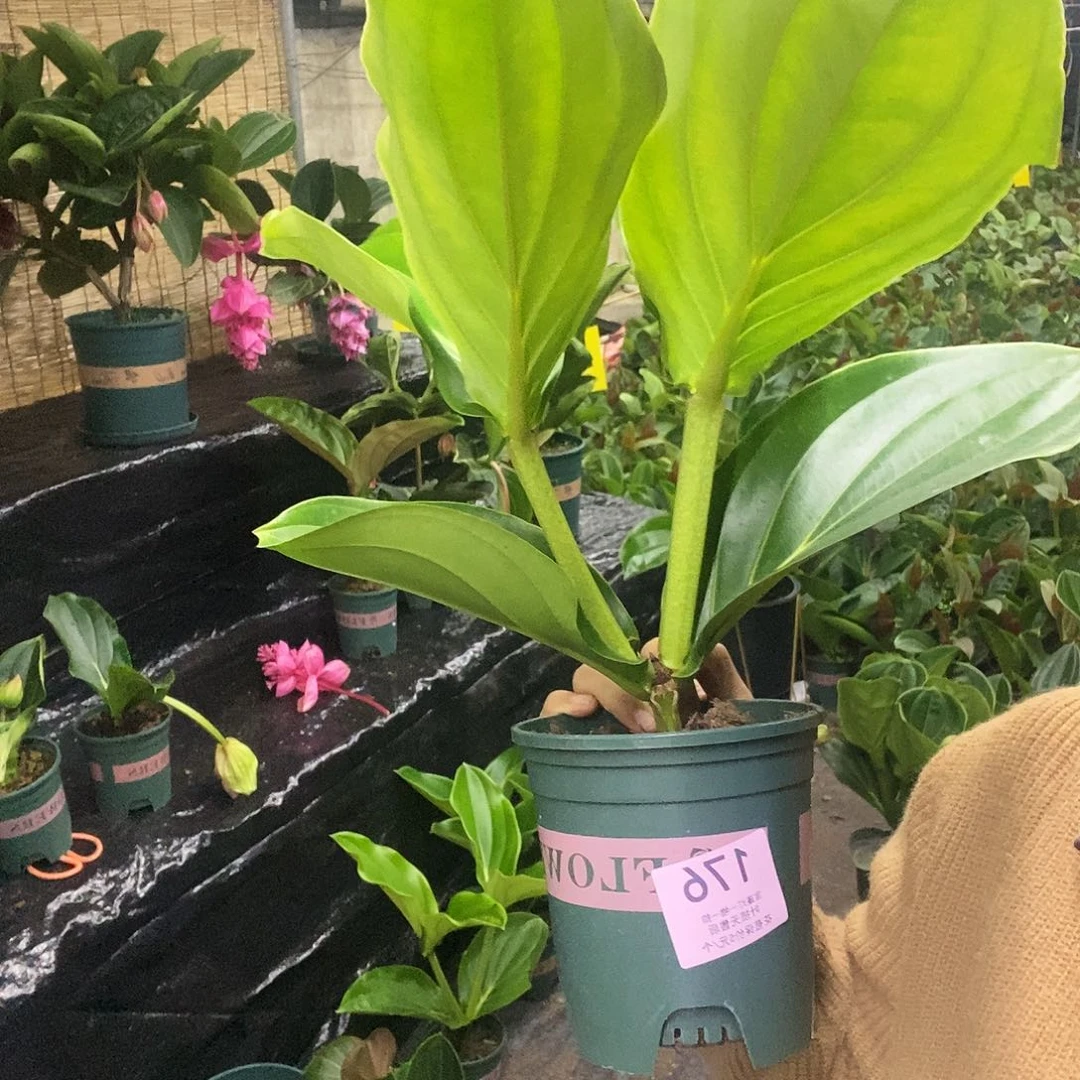 木本植物牛*妈木本花卉176