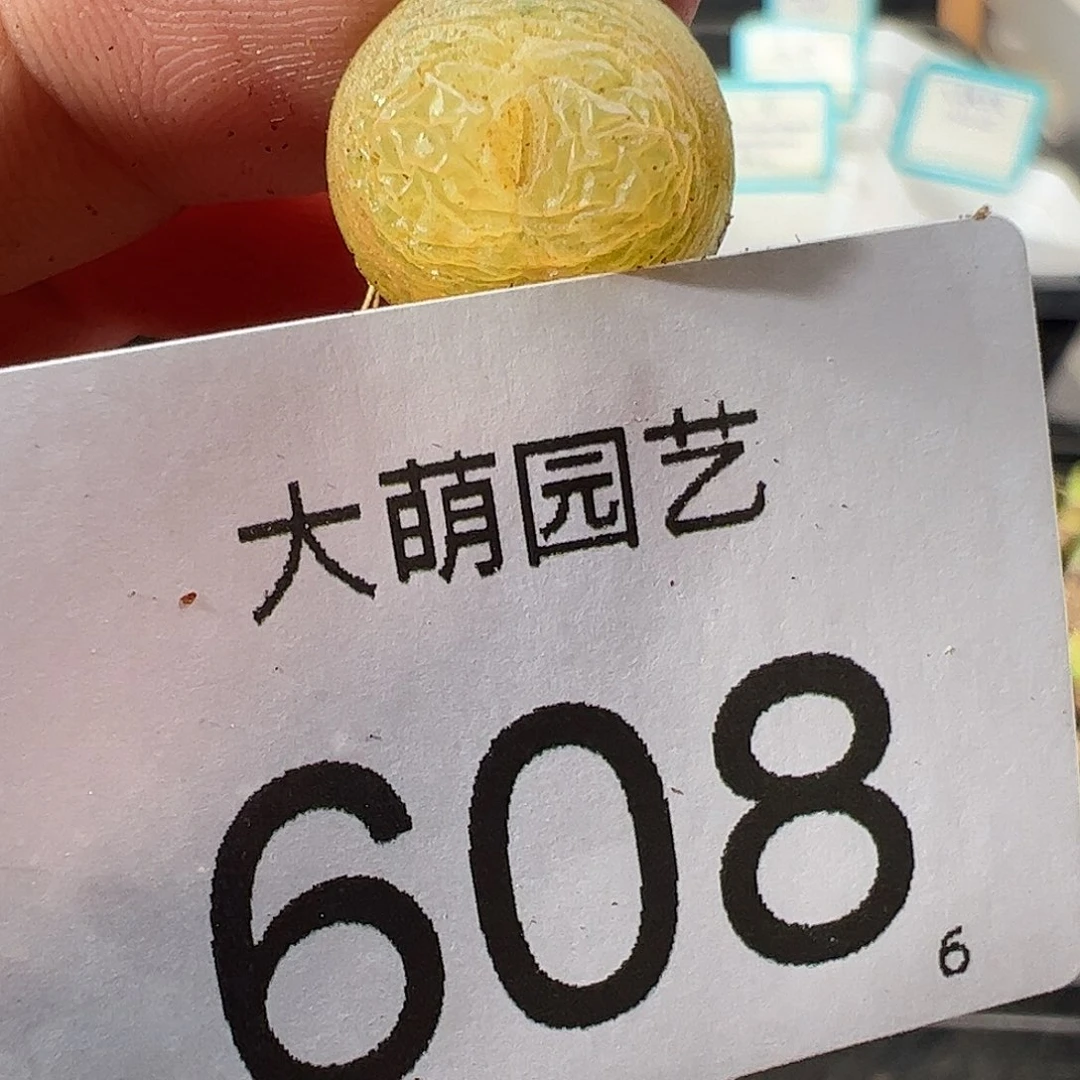 0000608 一物一拍……