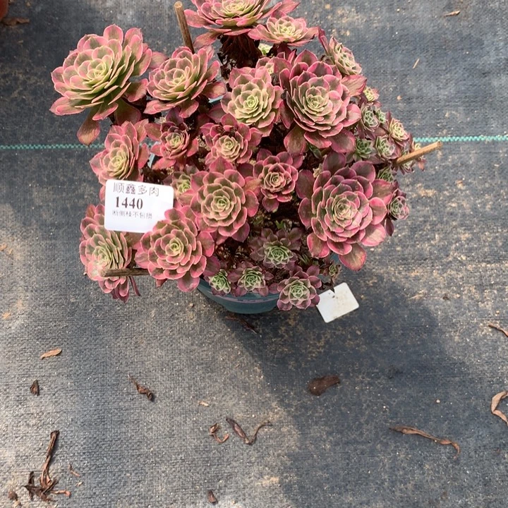 1440霁月多肉植物特价不售后