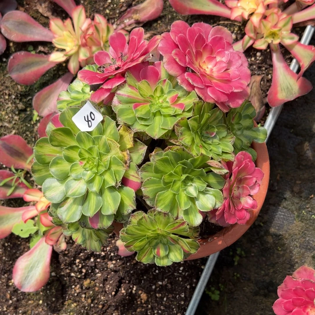 80知否炖肉植物洗衣