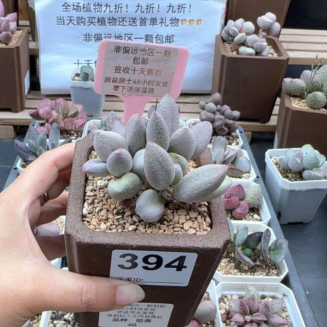 ?****?394哈弗多肉植物