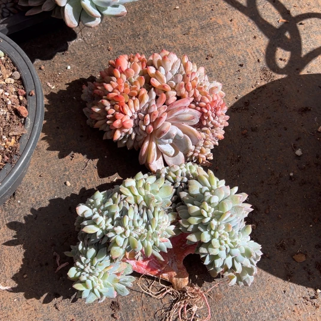 梨***笑一枝花，把春来报。枝枝花