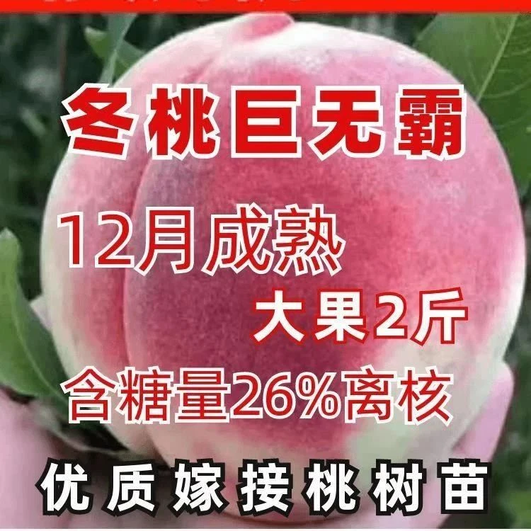 晚熟巨无霸冬桃桃树苗嫁接苗新品种特甜桃子树苗南北方种植果树苗