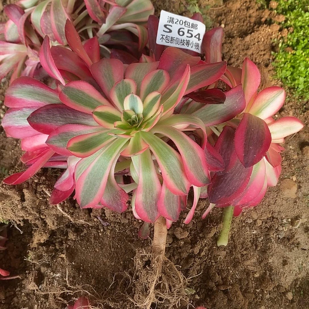 654美杜莎多肉j有砍