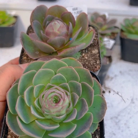 664 山地玫瑰基地福利