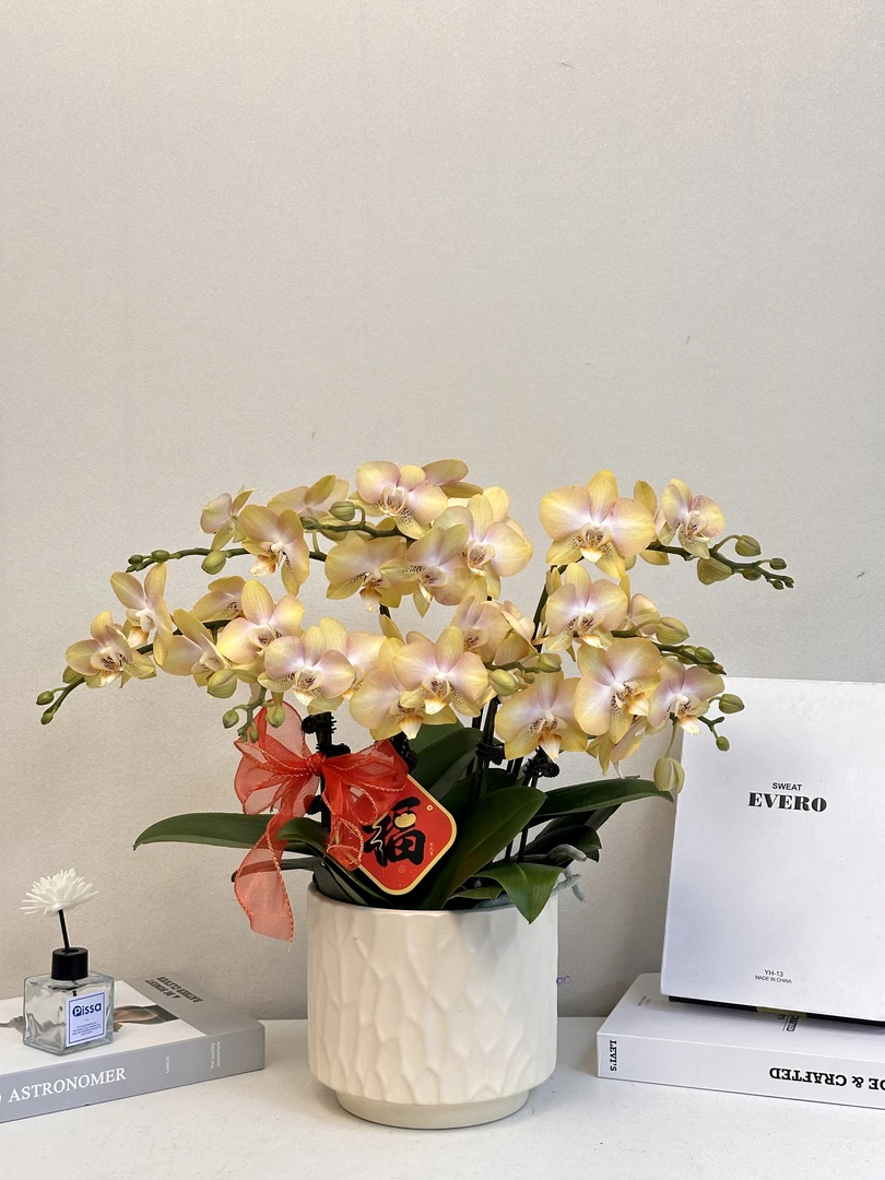 蝴蝶兰盆栽【哈密瓜】真花 秋冬耐寒花卉 四季开花 多样性发货