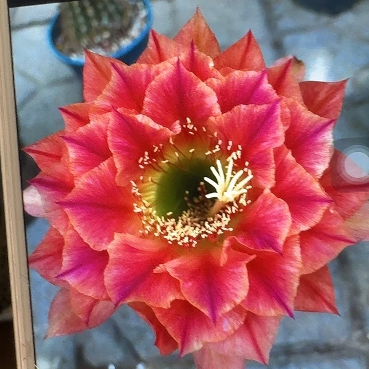 火焰超越侧芽5公分左右毛花柱（20包邮）