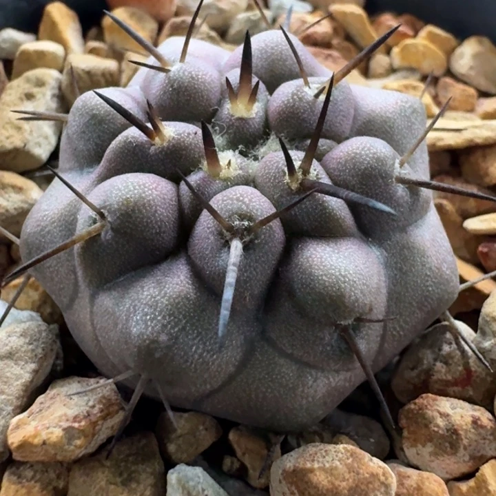 黑王丸实生仙人球