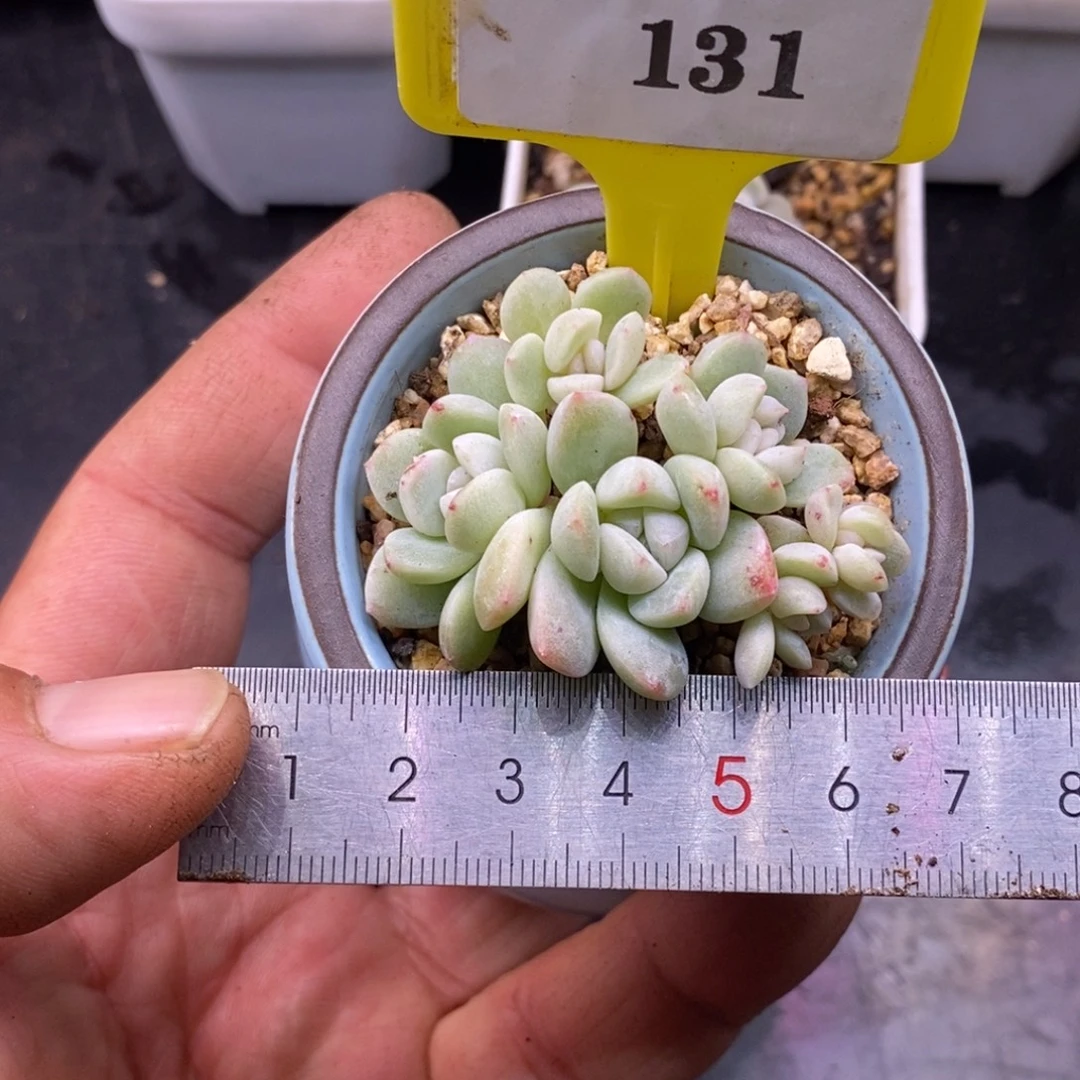 8131冰玉6头小树……