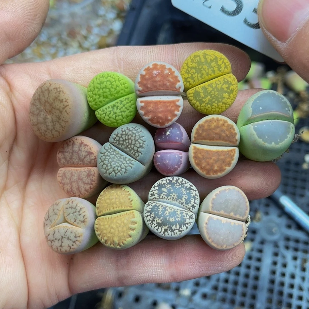 535000000花花花谷艾特花